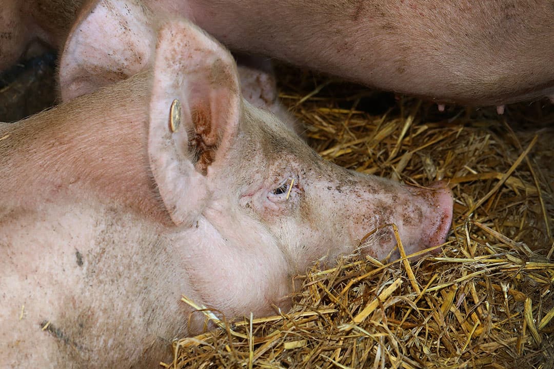 Vion neemt een belangrijke stap in contractbeleid met varkenshouders, na ingrijpen van de ACM, ter bevordering van eerlijke handelspraktijken. - Foto: Henk Riswick