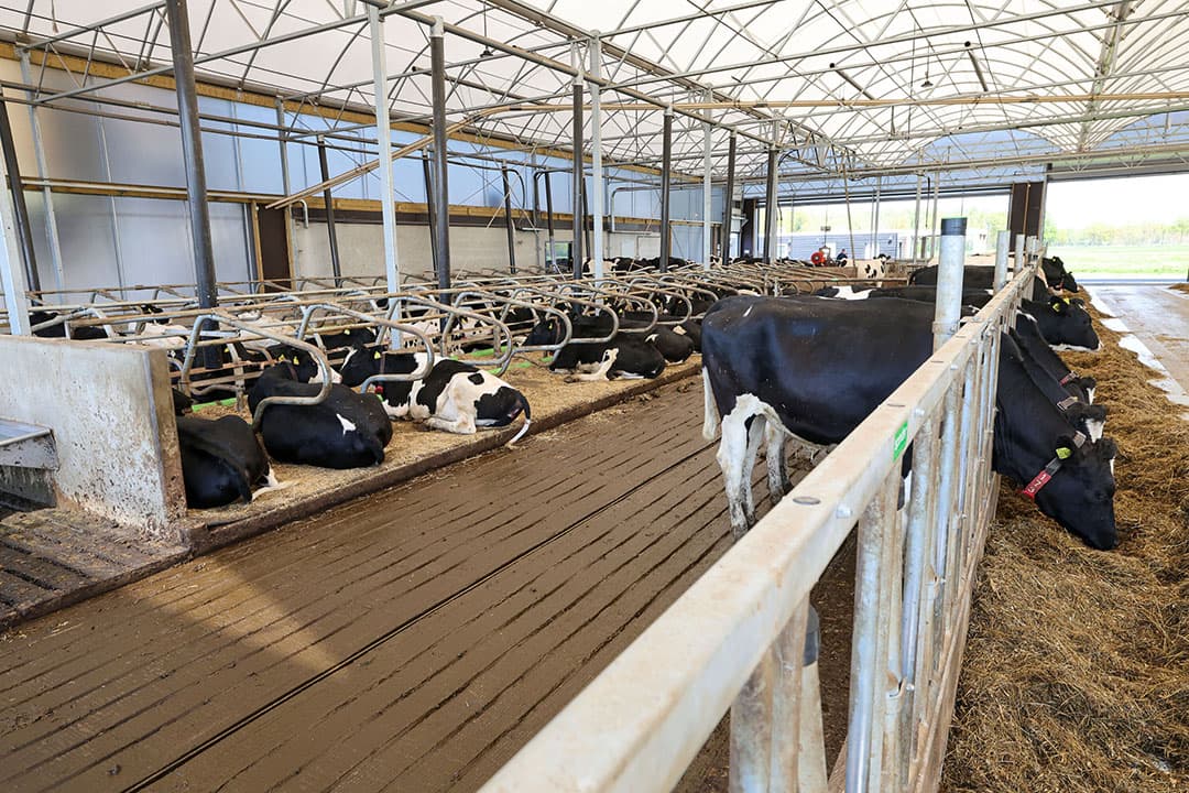 In deze serrestal worden urine en vaste mest worden apart opgevangen. - Foto: Bert Jansen