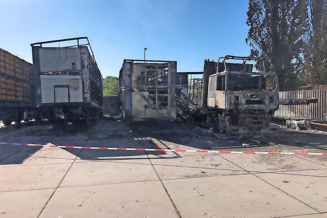 HLB-aaltjesonderzoeker Egbert Schepel beoordeelt de monsters van een rassenkeuzetoets. - Foto: Frank Uijlenbroek