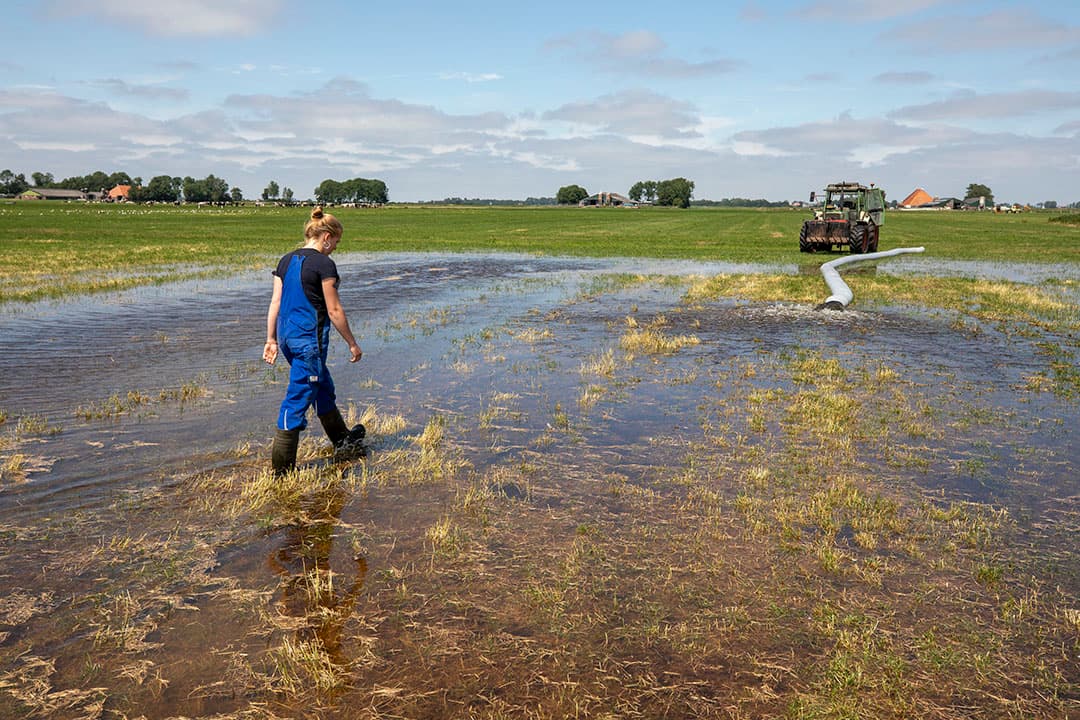 Onder water zetten van weilanden om zo schade door muizen te voorkomen. Foto dateert van 2019 toen sprake was van een muizenplaag. - Foto: Anne van der Woude.