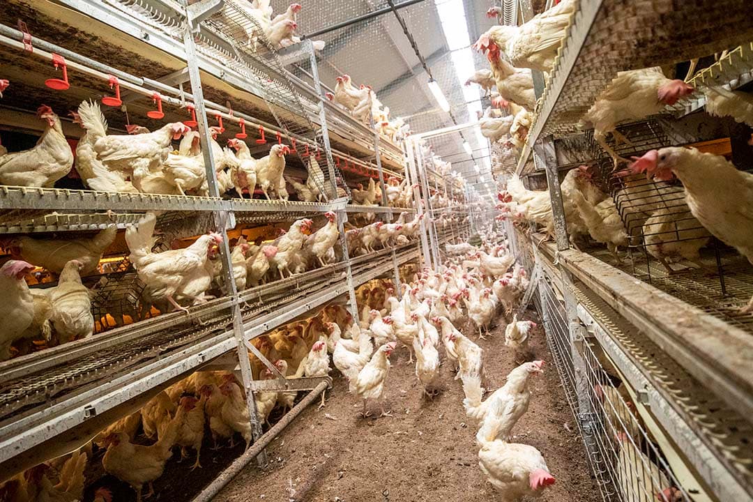 Het inkomen van leghennenhouders stijgt in 2023 naar gemiddeld €300.000 per onbetaalde arbeidsjaareenheid, een toename van ruim €200.000 ten opzichte van 2022, voornamelijk door hogere eierprijzen en lagere voerkosten. - Foto: Anne van der Woude