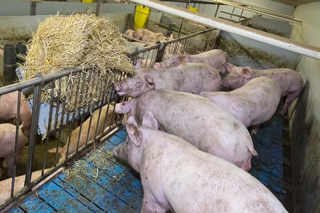 Het rekenmodel brengt de kostprijs plus vergoeding voor boer in beeld. Er is uitgegaan van gemiddelden. - Foto: Ruud Ploeg