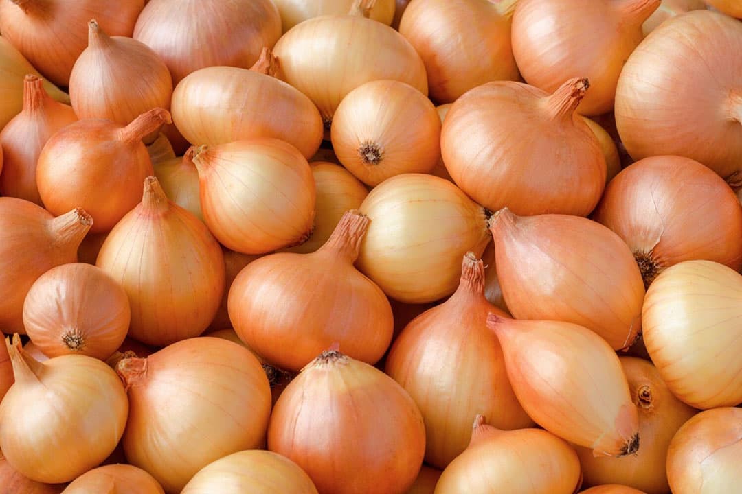 Exportgroei Nederlandse uien: stijging in november ondanks uitdagingen op de wereldmarkt. - Foto: Canva