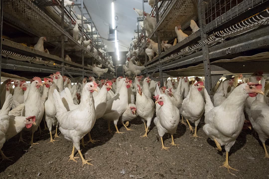 tariefvrije import pluimveevlees