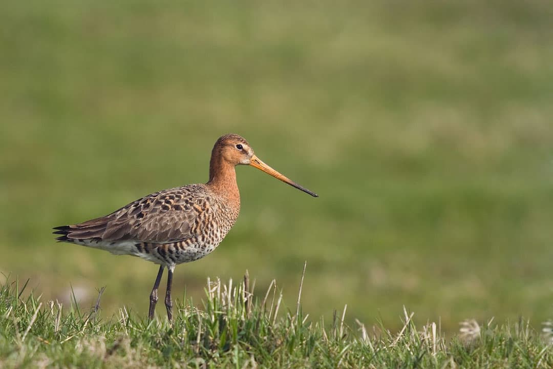 De grutto is de nationale vogel van Nederland. Meer dan de helft van de wereldpopulatie broedt hier. - Foto: Canva