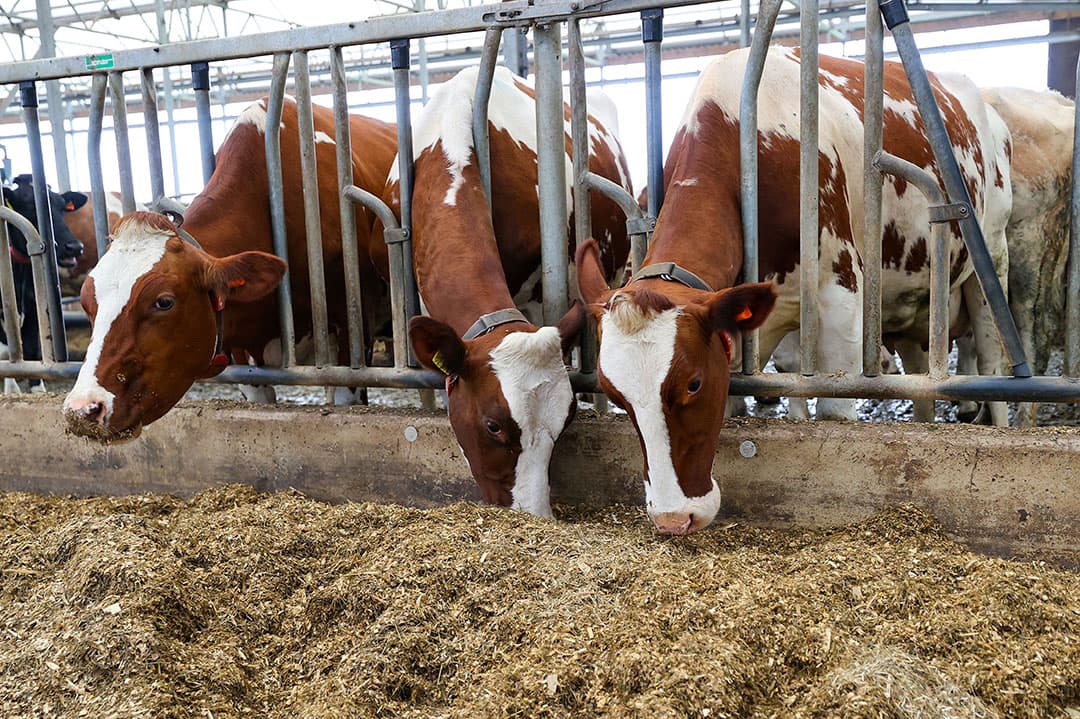 In 2023 daalt het gemiddelde inkomen van Nederlandse melkveehouders naar €78.000, een daling van €44.000 vergeleken met 2022, maar nog steeds €21.000 boven het vijfjaarsgemiddelde. - Foto: Bert Jansen