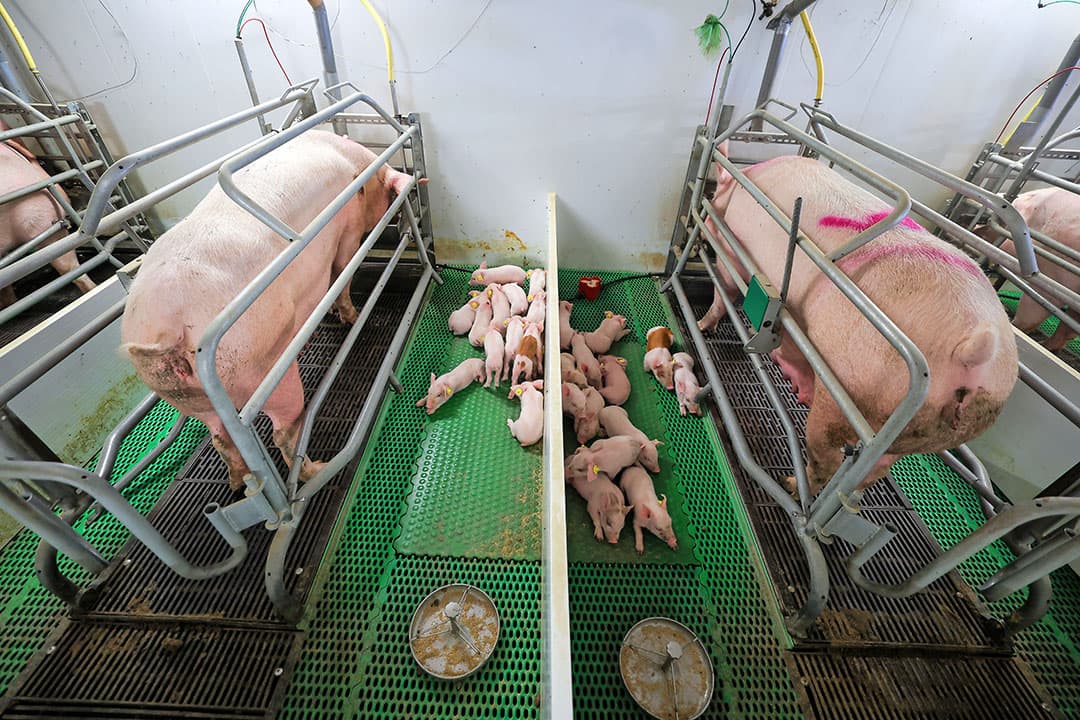 De afgelopen jaren is er meer aandacht voor de gezondheid van de maag gekomen waaronder voerfabrikanten, die hierom grover voer maken.