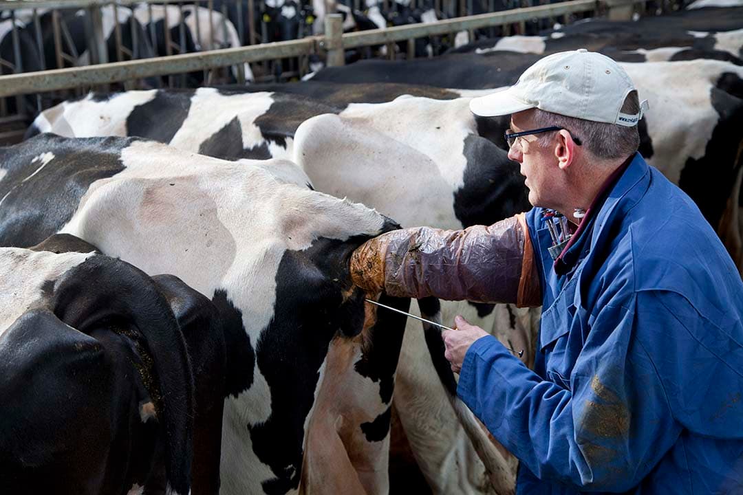 Zwartbont Holstein is het ras waarvan de meeste inseminaties worden verricht. Roodbont Holstein ziet voor het eerst sinds jaren weer groei in de afzet. - Foto: Jan Willem Schouten