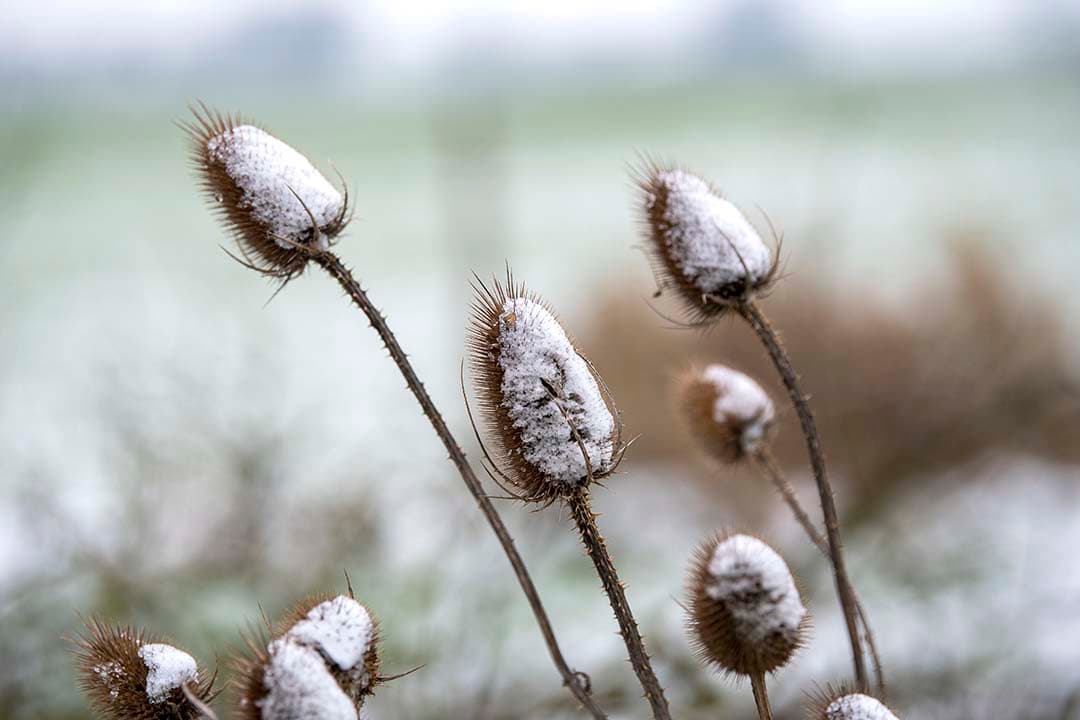 Kaardebollen op het erf van een melkveehouderij in Friesland. - Foto: Mark Pasveer