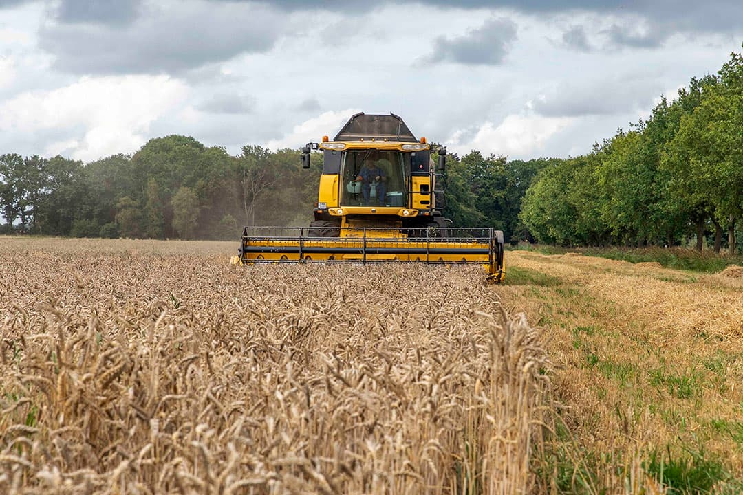 Gebr. Klinkert uit Westerbroek M. 06 - 47688191 laten 5.5 ha combinen tarwe en malen in een slurfsilo voor voer voor het melkvee, op deze manier kunnen ze de voersnelheid van dit hoge kwaliteit voer makkelijk aan passen. Het werk gebeurt door gebr. Jansen uit Vlagtwedde M. 06 – 54270462.Met vriendelijke groet,Koos v.d. Spek 