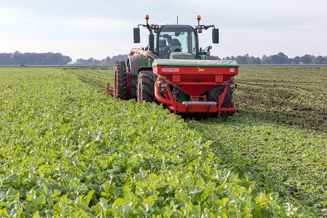Onderwerken van een groenbemester in oktober. Een groenbemester telen was dit jaar een van de eco-activiteiten om in aanmerking te komen voor de eco-regeling van het GLB. – Foto: Koos van der Spek
