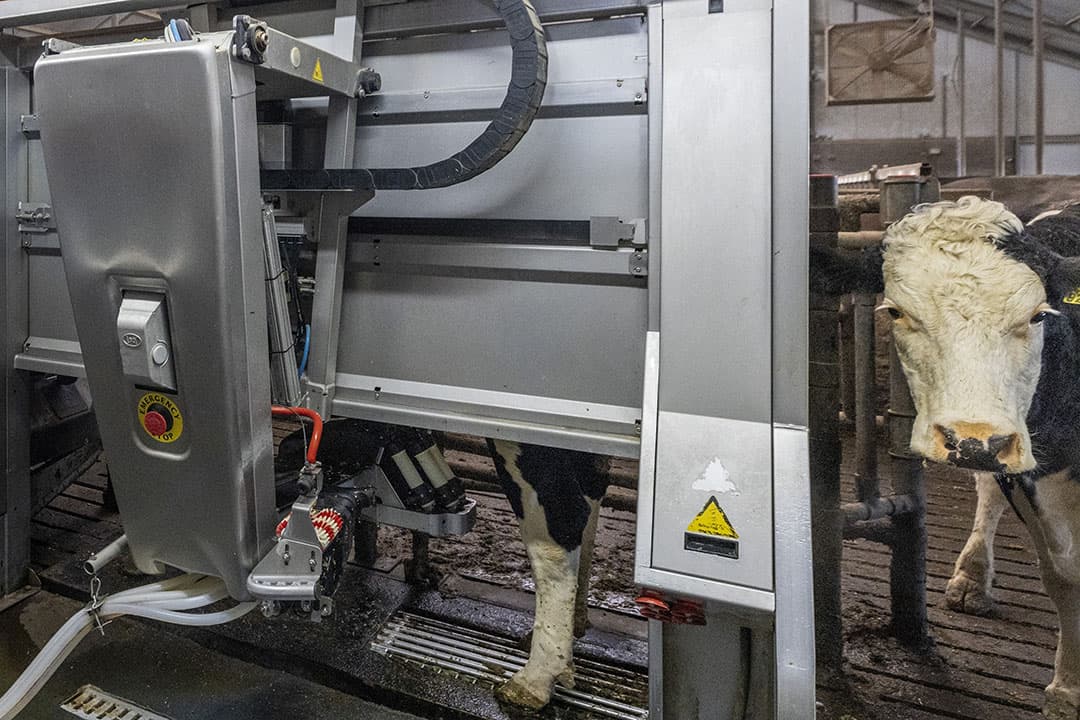 "We zijn een hele tijd op zoek geweest naar een nieuw melksysteem. Wordt het een grote nieuwe melkstal, of gaan we toch voor melkrobots?" - Foto: Koos Groenewold