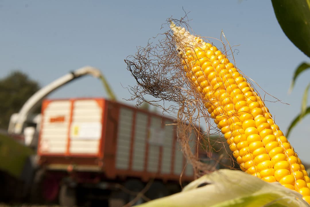 Nieuwe maisrassen moeten altijd een toegevoegde waarde hebben op de reeds toegelaten rassen. Dit jaar zijn er liefst 16 nieuwkomers op de Aanbevelende Rassenlijst 2024. - Foto: Mark Pasveer