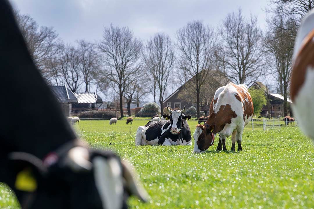 Foto: Mark Pasveer