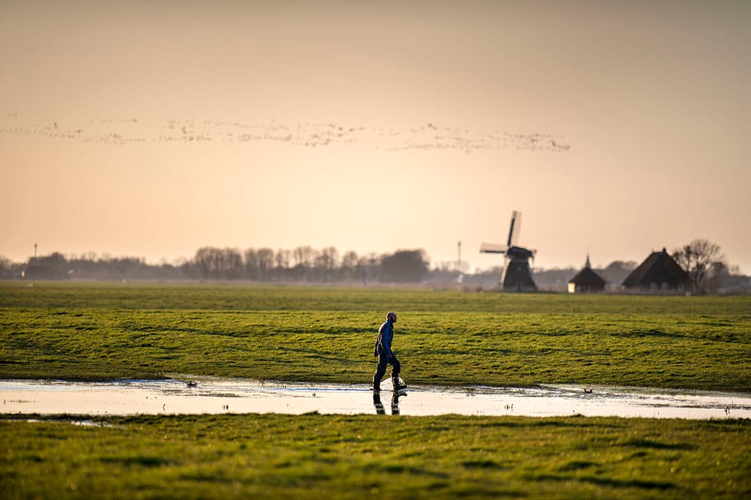 In de natuurherstelwet staat dat lidstaten nationale herstelplannen moeten indienen. - Foto: Mark Pasveer