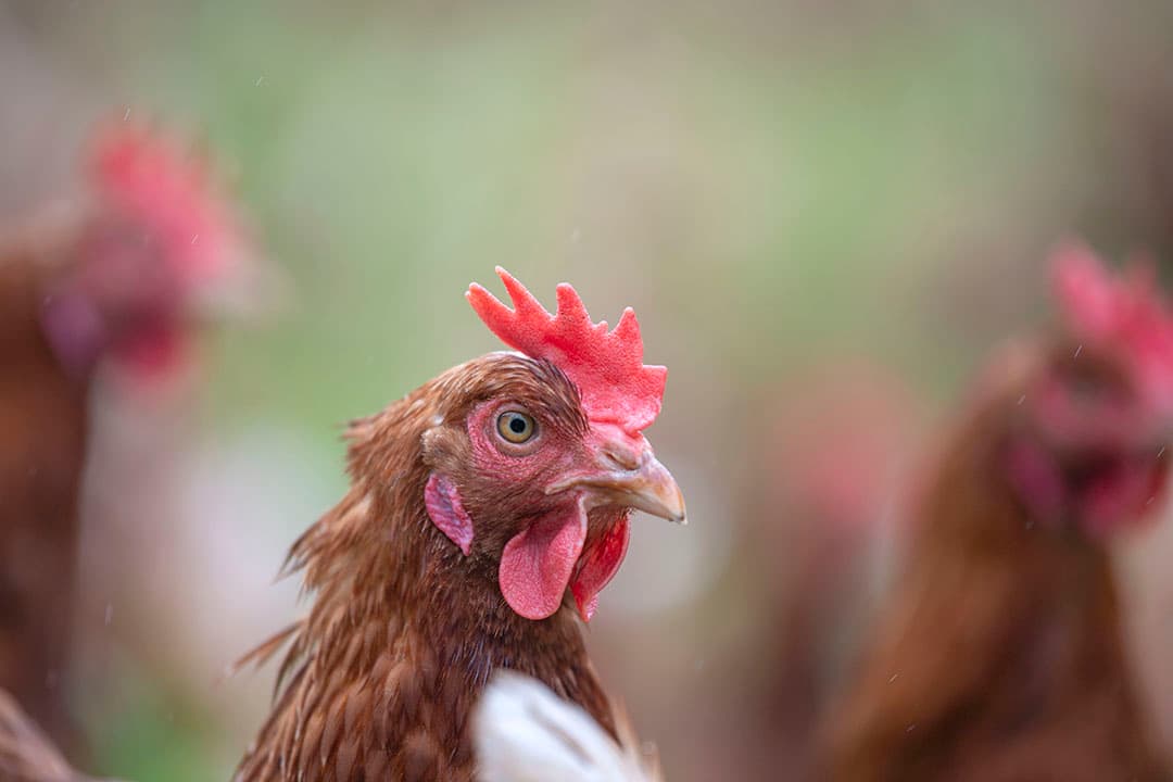 Analyse van de financiële draagkracht van de pluimveesector voor hogere diergezondheidsheffingen: Een studie in opdracht van het ministerie van LNV  belicht de impact van verhoogde heffingen in het kader van het Diergezondheidsfonds. - Foto: Mark Pasveer