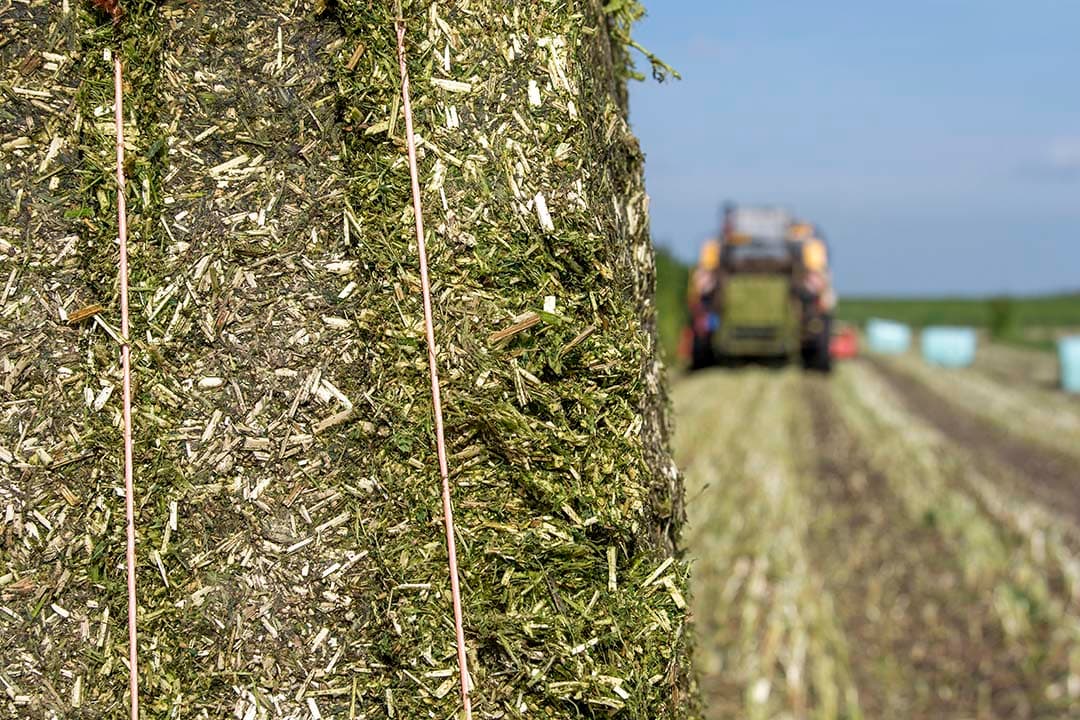 De bedoeling is dat het volgende teeltjaar telers een extra vergoeding kunnen krijgen voor het hennepstro. - Foto: Mark Pasveer