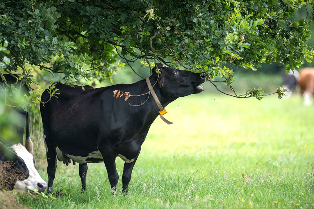 Koeien vreten van nature twijgjes, blad en vruchten van bomen en struiken en vullen daarmee tekorten aan mineralen of spoorelementen aan. Ze vinden zelf wat ze nodig hebben en het vreten aan hagen verlaagt stress bij koeien. - Foto: Mark Pasveer