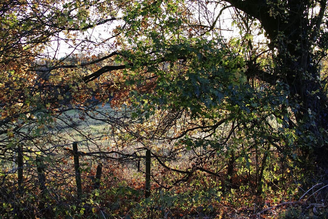 Agrarisch Natuur- en Landschapsbeheer (ANLb) is een programma dat duurzame landbouw stimuleert voor biodiversiteit en landschapsbehoud, waarbij boeren worden aangemoedigd tot het beheren van elementen zoals houtwallen, sloten en akkerranden. - Foto: Canva/Getty Images