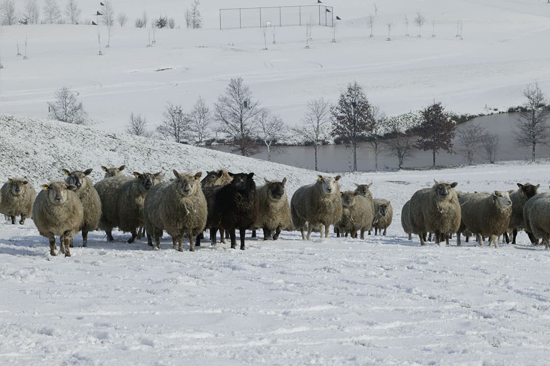 blauwtongvirus overwintering