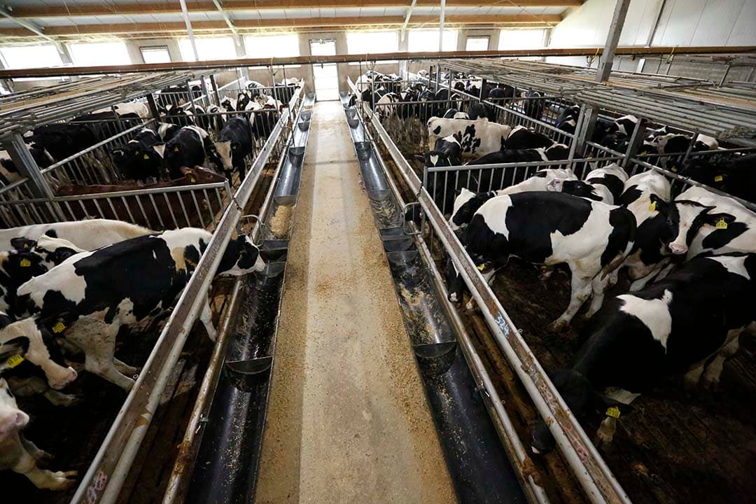 In 2023 stijgt de contractvergoeding per gemiddeld aanwezig kalf met €10, wat neerkomt op een toename van 4%. - Foto: Henk Riswick
