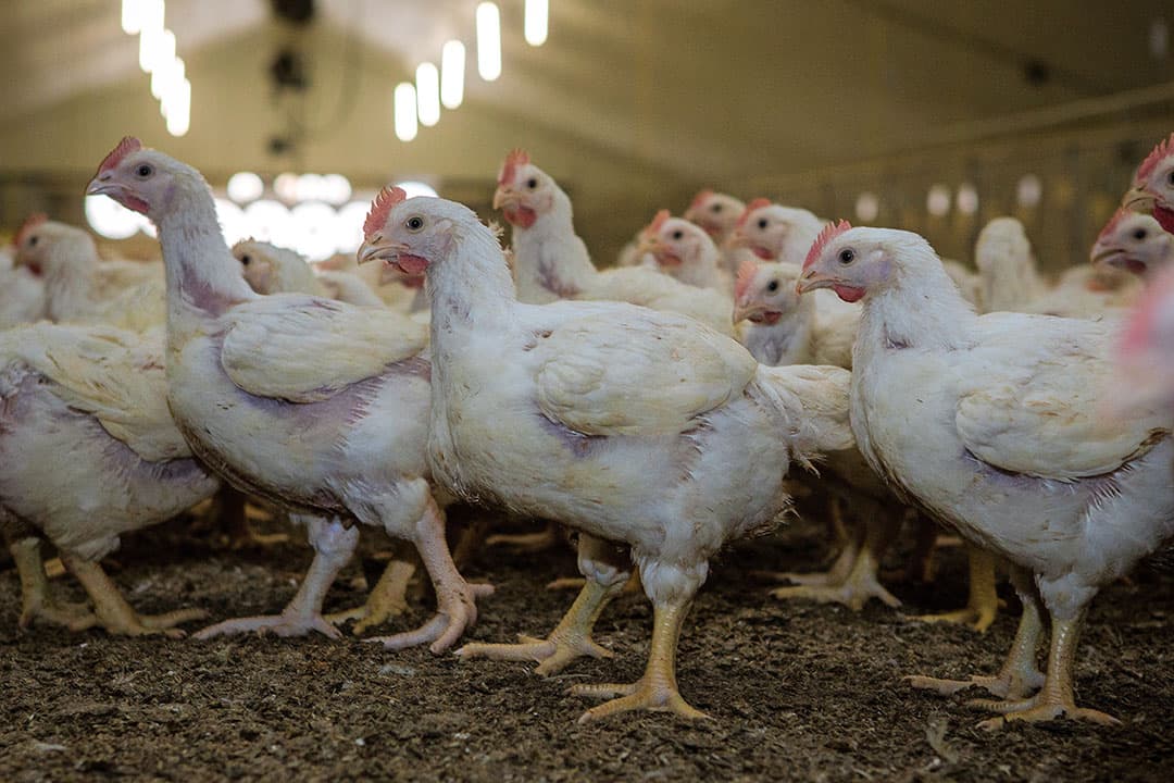 Coccidiose leidt tot verminderde voeropname, groeivertraging, diarree, bloederige, dunne en/of slijmerige mest en verhoogde voerconversie. Elk koppel maakt wel een coccidiose-infectie door. - Foto: Peter Roek