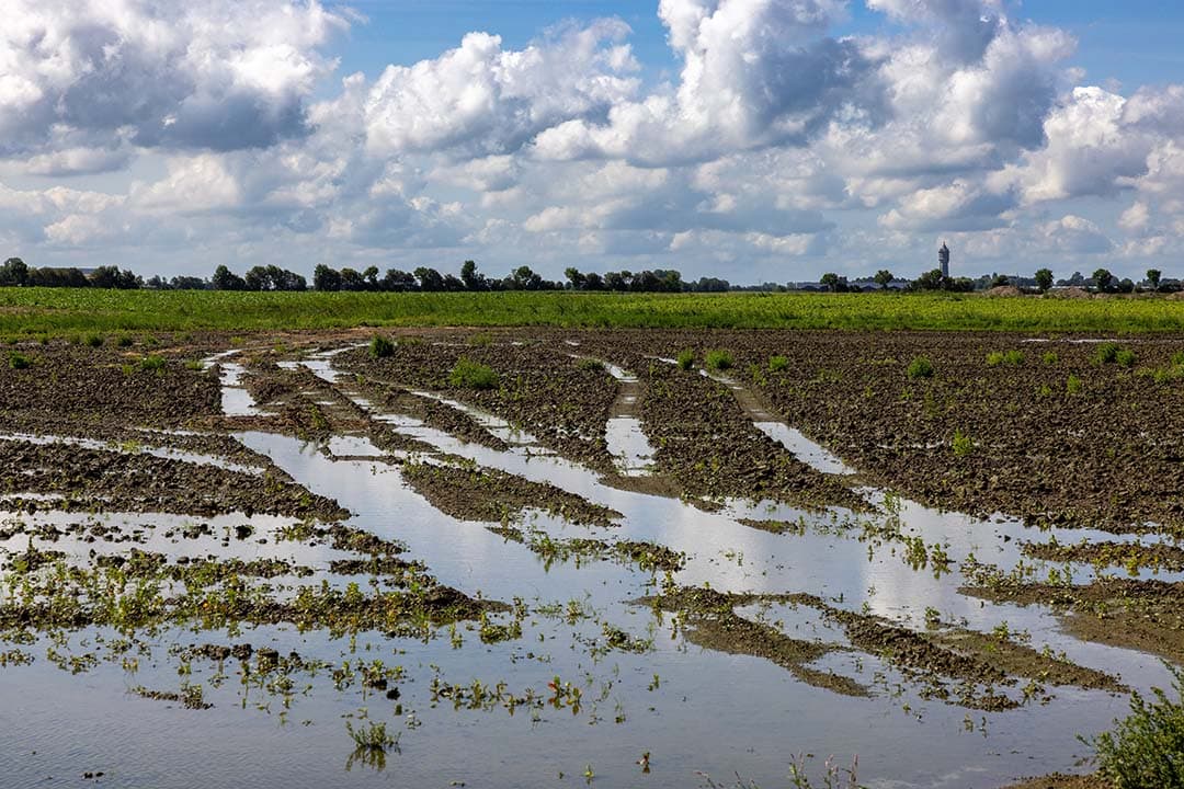 Wateroverlast bedreigt oogst suikerbieten en aardappelen. - Foto: Peter Roek
