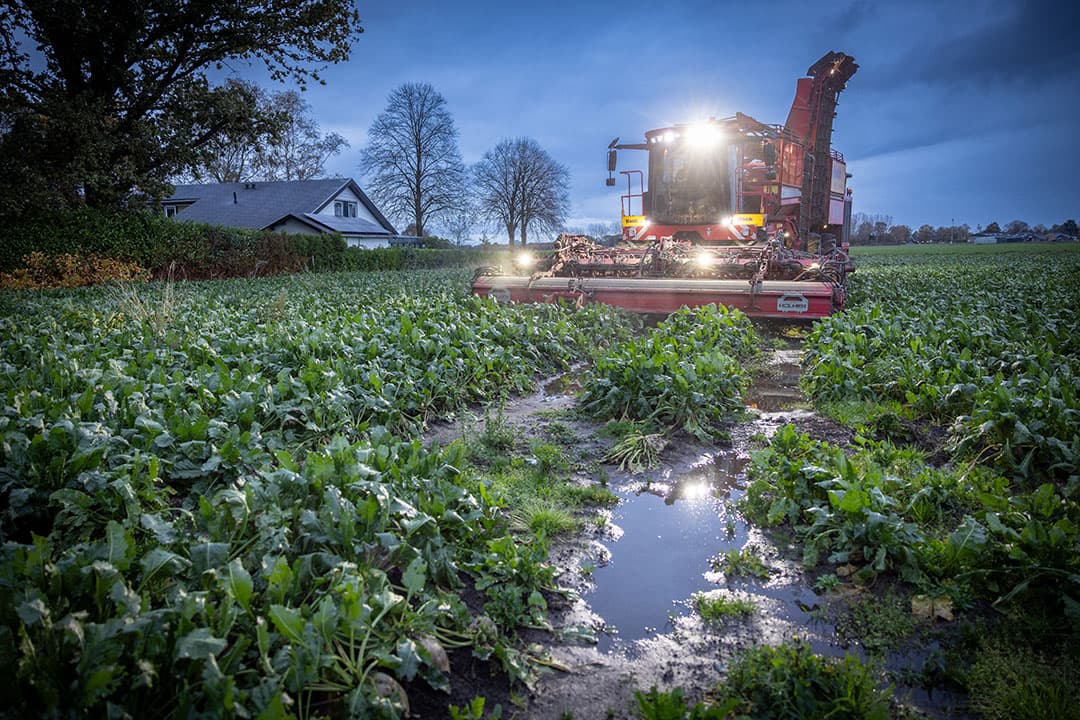 Foto: Peter Roek