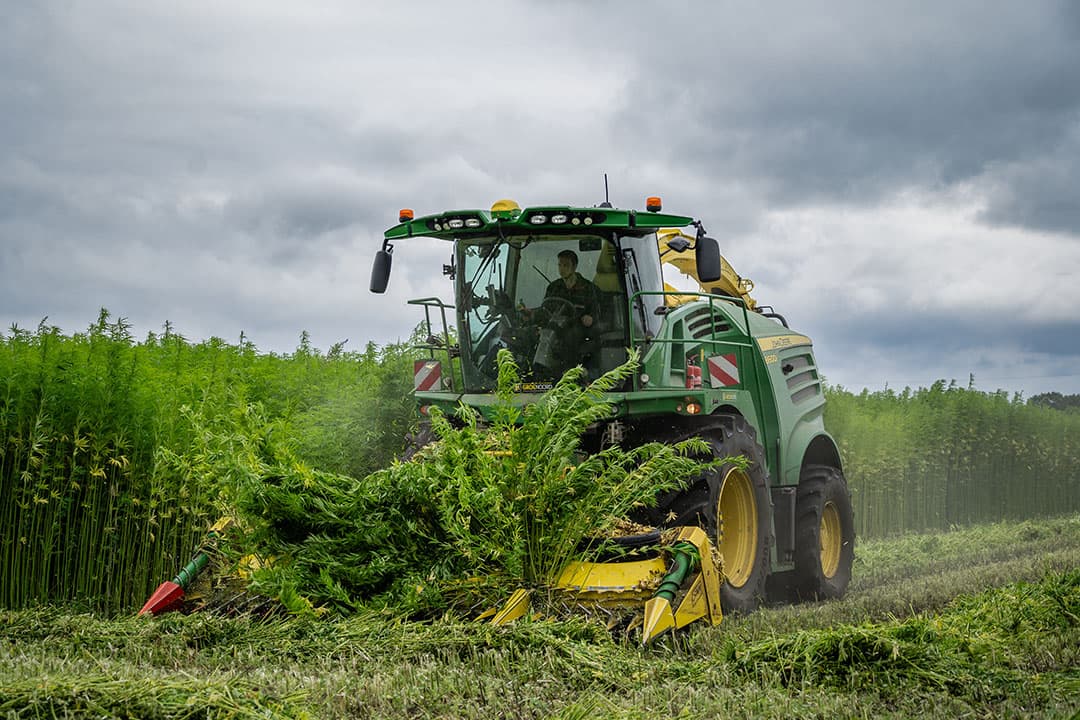 Oogst van vezelhennep. - Foto: Andrea van Schaik Fotografie