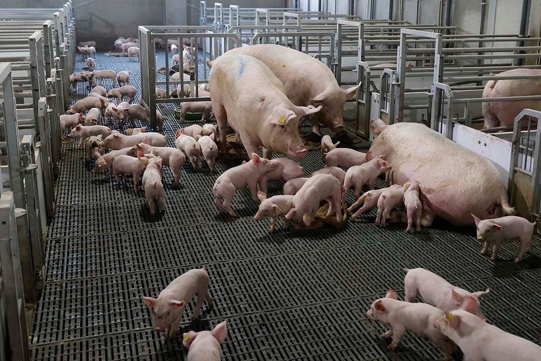 Het inkomen van zeugenbedrijven in Nederland stijgt in 2023 naar gemiddeld €558.000 per onbetaalde arbeidsjaareenheid, een aanzienlijke stijging van €500.000 ten opzichte van het voorgaande jaar, dankzij een 60% hogere biggenprijs en dalende voer- en energiekosten. - Foto: Ton Kastermans Fotografie