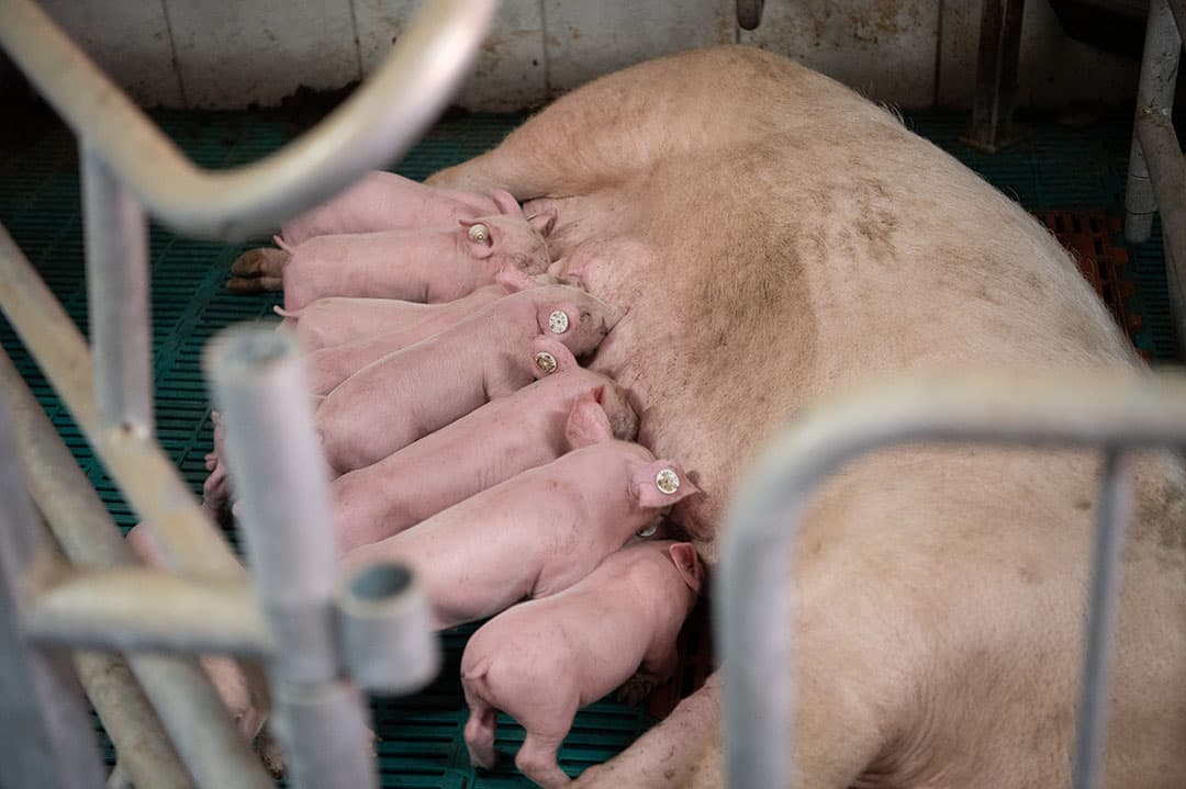 Toepassen van hokverrijking is van belang in de kraamstal. Juist aangeleerd gedrag op jonge leeftijd geeft dat biggen in de speen- en mestfase socialer zijn. - Foto: Michel Velderman