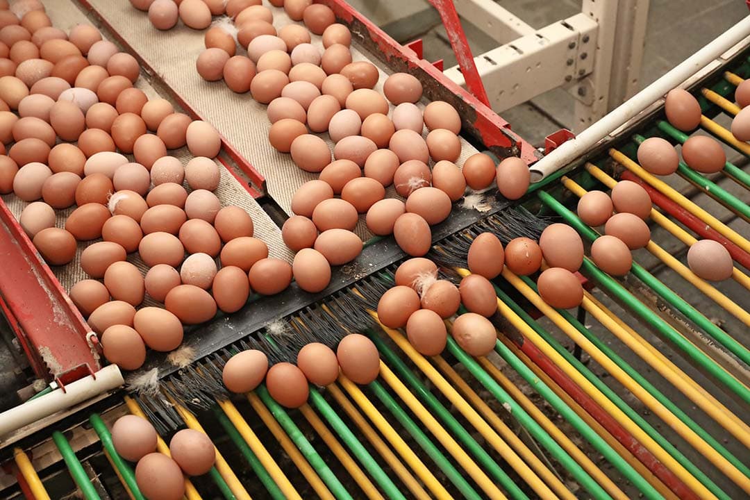 De eierprijzen zijn goed. Dat kan de belangstelling vanuit de pluimveehouderij temperen om op korte termijn deelt nemen aan stoppersregelingen. - Foto: Henk Riswick
