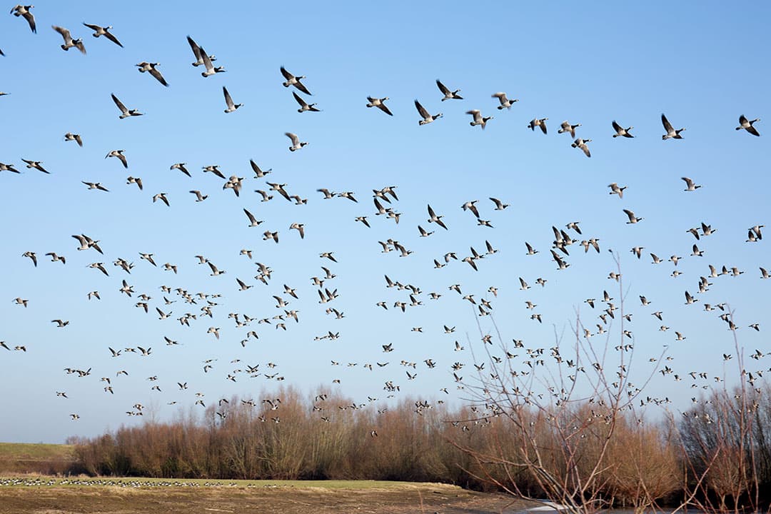 uitbraak vogelgriep nederland