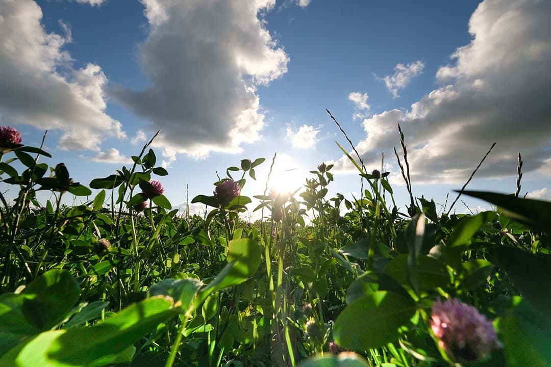 Kruidenrijk gras Foto: Jan Willem van Vliet