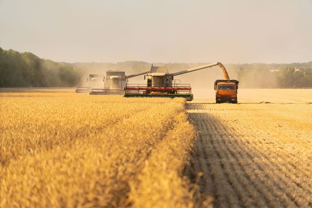 Australische boeren verwachten dit jaar een tarweoogst van 25,5 miljoen ton, wat 1 miljoen ton meer is dan eerdere voorspellingen, maar aanzienlijk minder dan de recordoogst van meer dan 40 miljoen ton vorig jaar. - Foto: Canva/Getty Images
