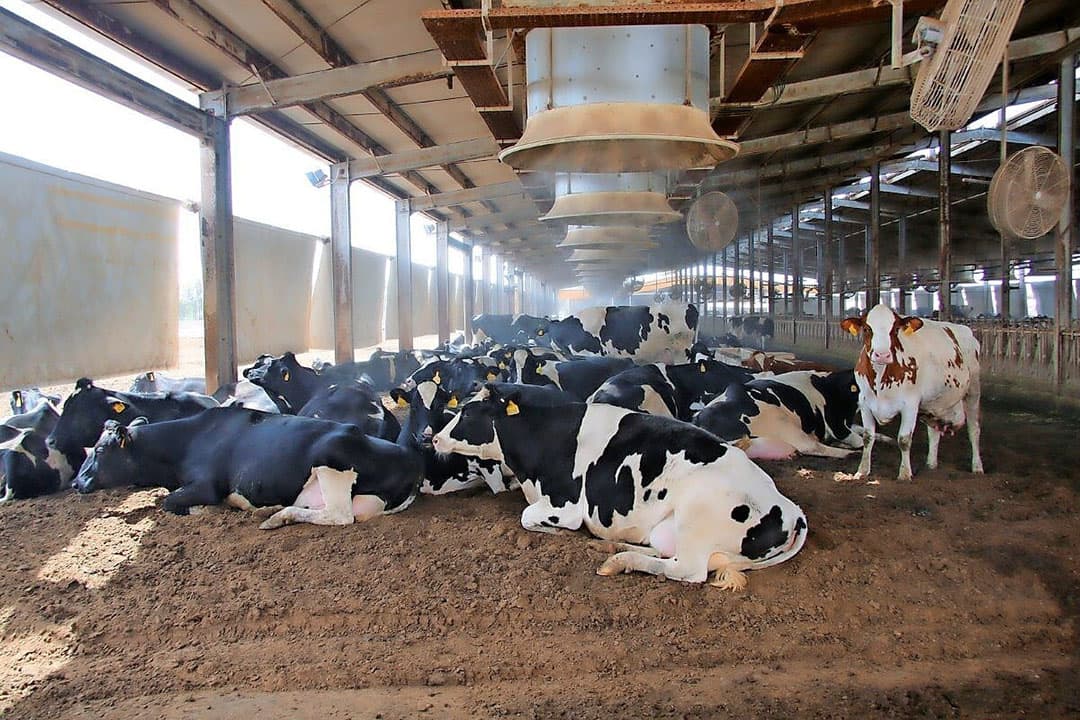 melkveehouderij in de saoedische woestijn