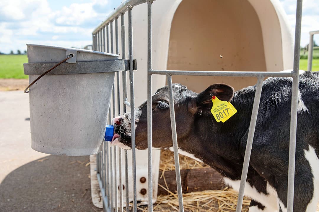 Nieuwe transportleeftijd kalveren: een kalf 2-3 weken langer aanhouden brengt extra kosten met zich mee. Het voordeel voor de kalverhouder is nog niet duidelijk. - Foto: Herbert Wiggerman