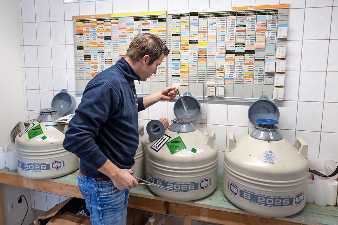 Door meer rekenkracht en capaciteit is de methode van indexberekening aangepast. Voor veehouders maakt een andere rekenmethode niet veel uit. Niet een hele rits stieren wordt gebruikt, maar van slechts enkele stieren wordt sperma aangeschaft. - Foto: Herbert Wiggerman
