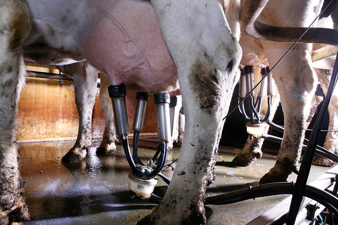 Melkprijzen stijgen: Arla en DOC passen tarieven aan in reactie op een positieve zuivelmarkt. - Foto: Wouter Koolmees