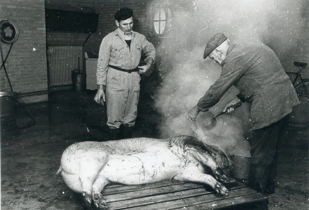 Slachten gebeurde vroeger op de deel, in schuurtjes of in de garage. Het mocht allemaal. Nadat het varken gedood was, werd het overgoten met heet water. Dat maakte dat de haren losser gingen zitten en makkelijker van het vel af te krabben waren. - Foto: Misset