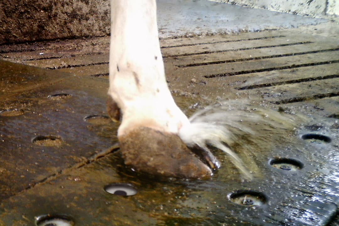 Foto's Vink Elst