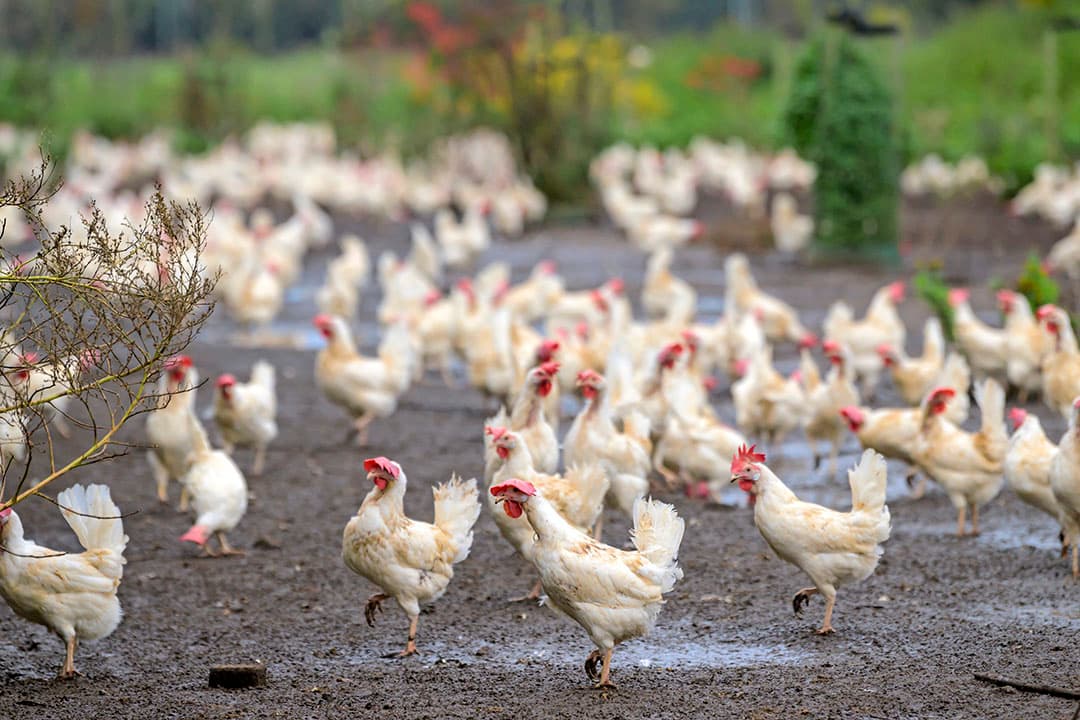Vanaf eind november is het afwaarderen van vrije-uitloopeieren bij een ophokplicht helemaal van de baan. - Foto: Frank Uijlenbroek