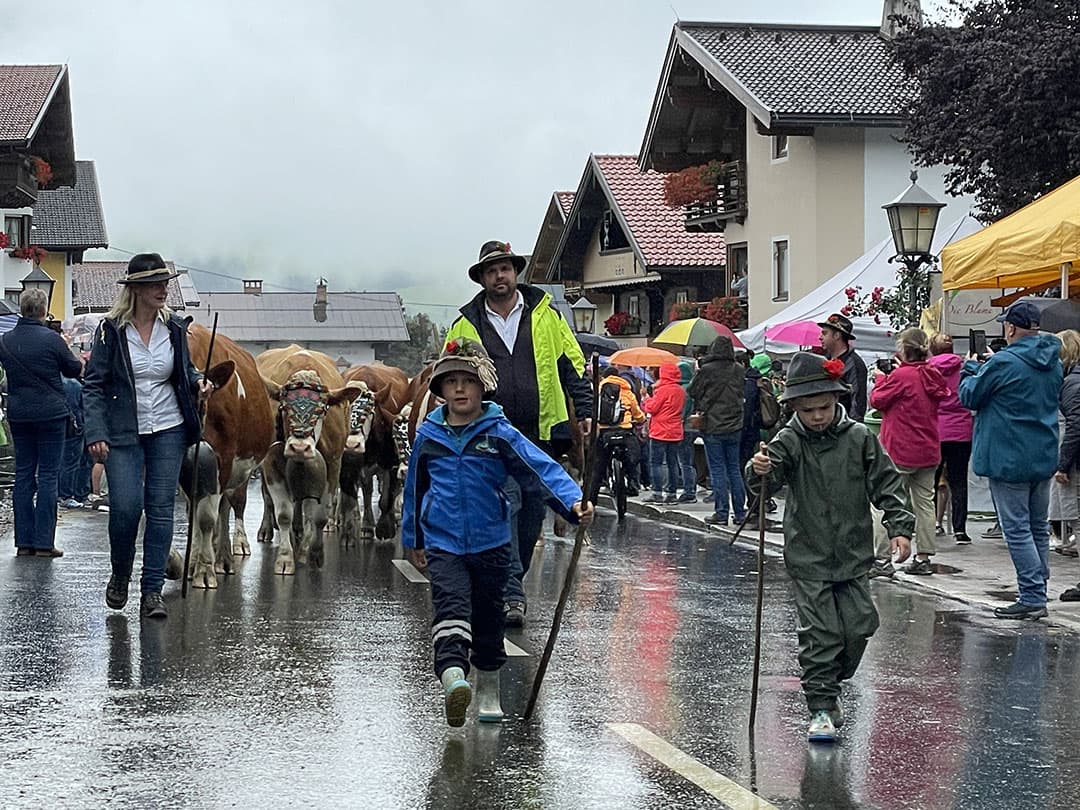 Jongeren lopen aan de leiding van de koeienparade die door het dorp trekt. Wat ooit begon als een traditioneel ritueel is nu uitgegroeid tot een toeristische trekpleister waar bezoekers talloze filmpjes van maken.