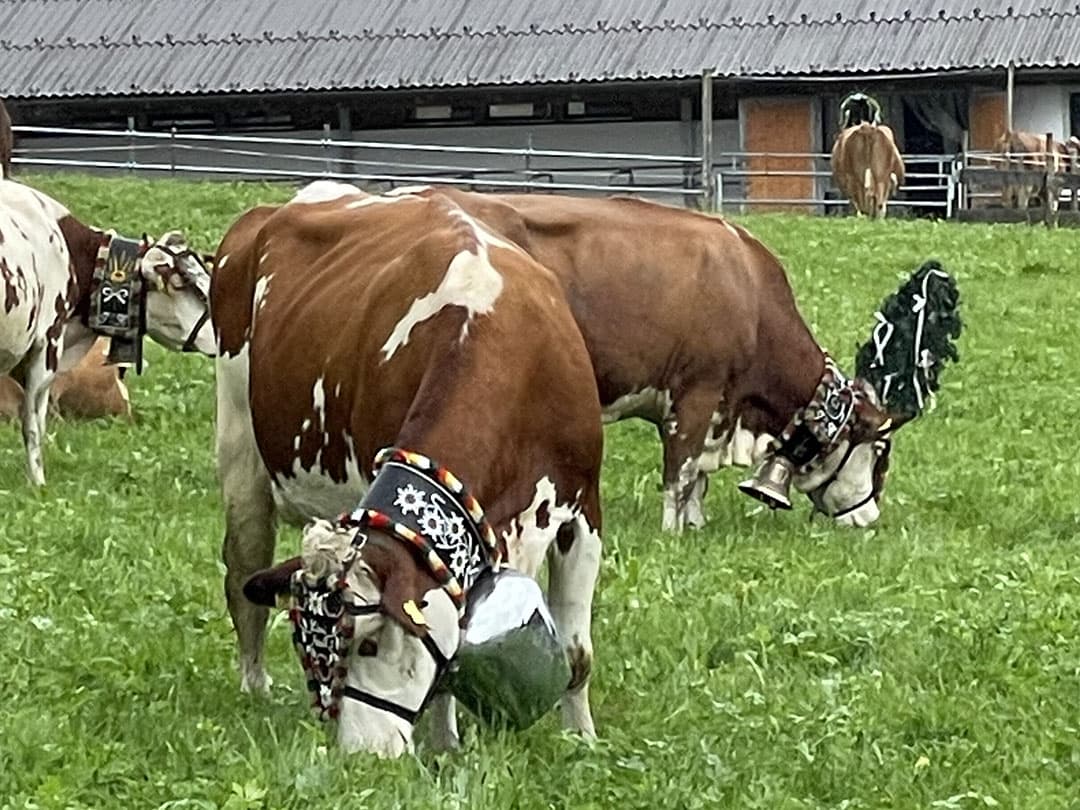 Grote koebellen aan brede halsbanden gecombineerd met sierlijke hoofdtooisels trekken de aandacht en zorgen voor een feestelijke sfeer onder zowel bezoekers als dorpelingen. Het is een moment van waardering voor bestaande tradities die men graag in ere houdt.