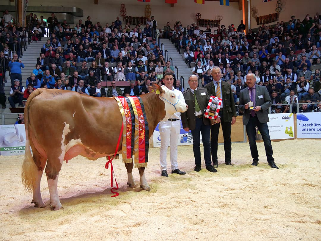 Kampioenen worden met brede linten geëerd. Het Fleckvieh-ras is aan de oostelijke zijde van de Alpen het dubbeldoel ras. Sterk, zwaar, melk en vlees.