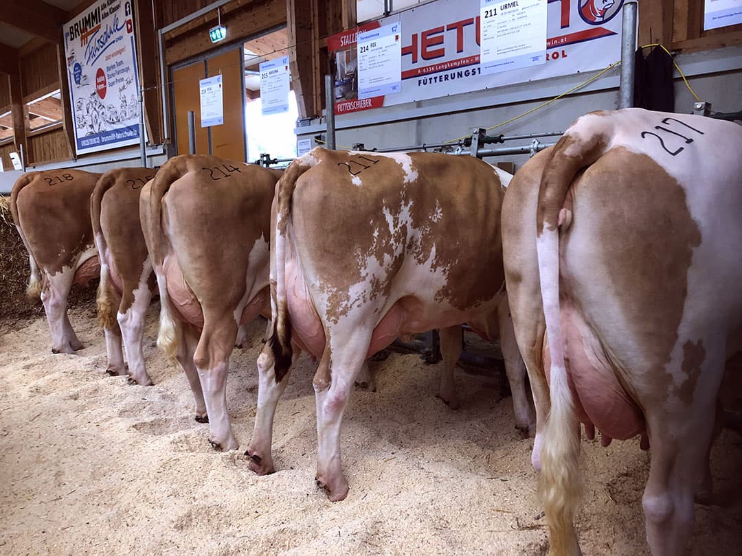 Bij de dochtergroep vestigde het publiek zijn aandacht op vaars nummer 211. Zij kalfde voor het eerst op de leeftijd van 26 maanden, bereikte een piekproductie van 50 kilo melk per dag en produceerde in 100 dagen in totaal 4.500 kilo melk.
