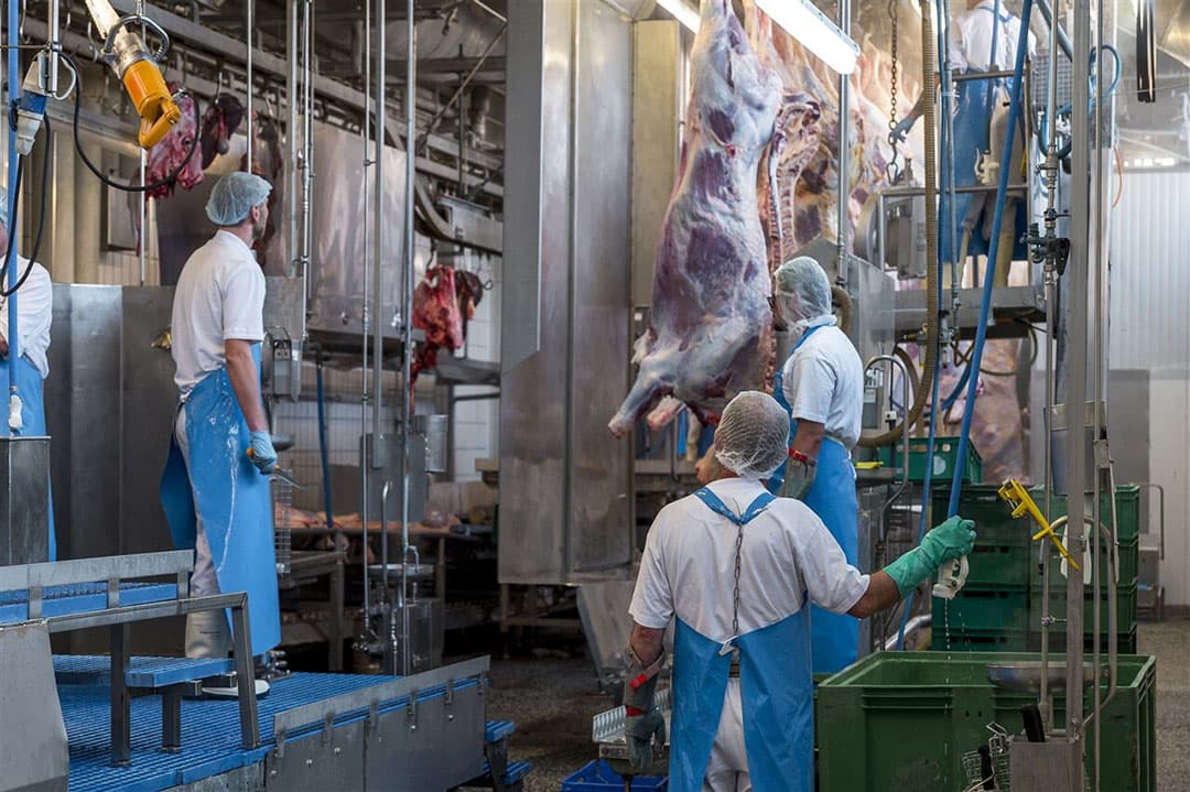 Slachterij van Vion in Duitsland. Een deel van de contracten met leveranciers van ITW-varkens (Initiative Tierwohl) wordt niet verlengd. – Foto: ANP