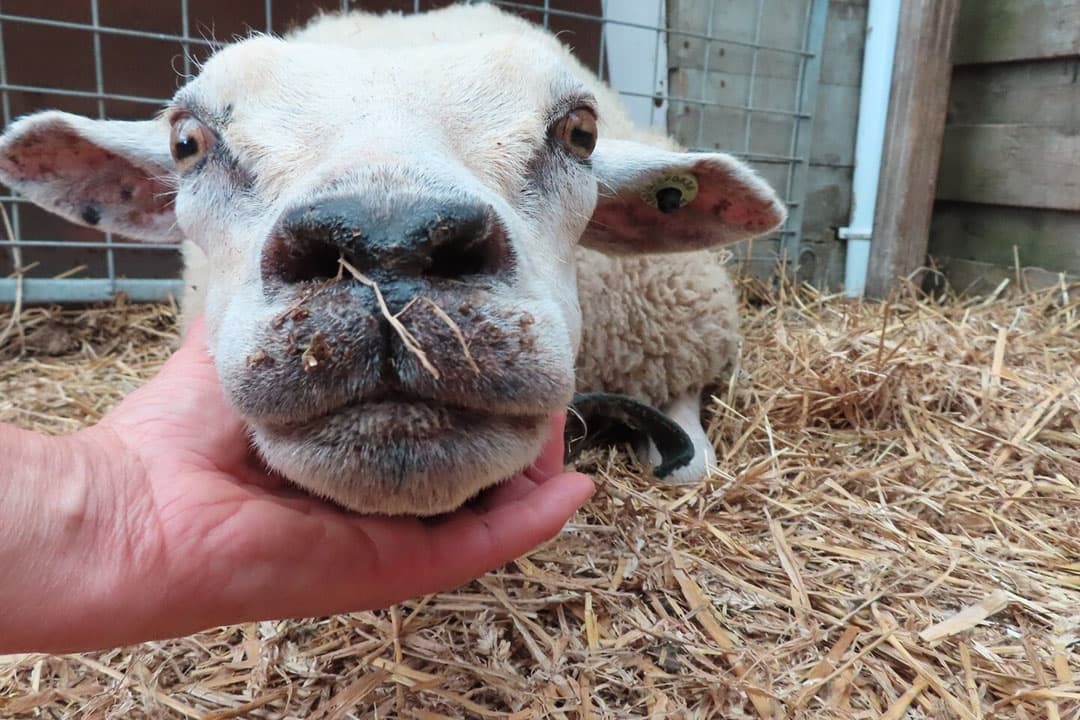 Veearts ent koeien in tegen blauwtong. - Foto: Joris Telders