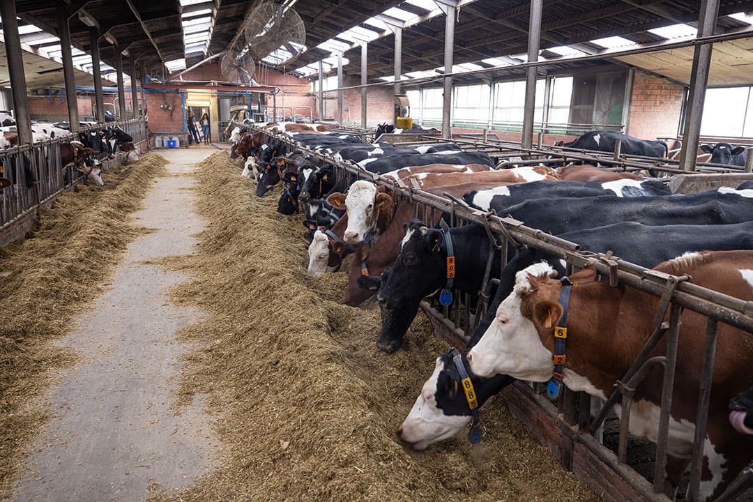 Bij keuzes die boeren maken, gaat het om meer dan geld, winst of verlies. Vooral de toekomst van het bedrijf staat hoog op de agenda. - Foto: Peter Roek
