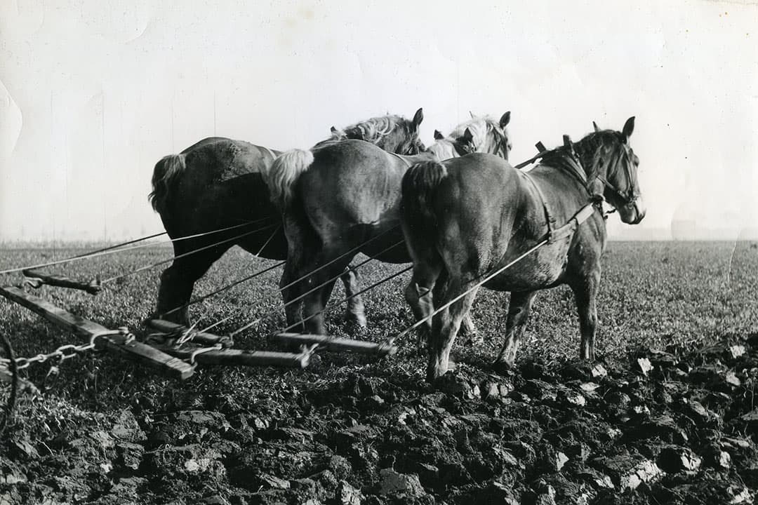 Met gemiddeld 3,5 km/u trokken werkpaarden een ploeg over het land. Eén en ander hing af van de grondsoort, het type bewerking en de gebruikte ploeg. Die op de foto lijkt op basis van het stukje wiel een karploeg te zijn of mogelijk een raamploeg. Bij beide werd de ploegboom aan de voorkant ondersteund door twee wielen. - Foto: Misset